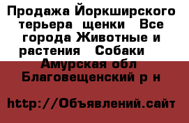 Продажа Йоркширского терьера, щенки - Все города Животные и растения » Собаки   . Амурская обл.,Благовещенский р-н